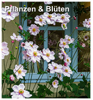 Pflanzen & Bl�ten