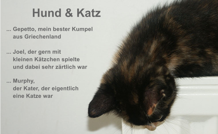 Hund & Katz  ... Gepetto, mein bester Kumpel    aus Griechenland ... Joel, der gern mit     kleinen K�tzchen spielte    und dabei sehr z�rtlich war  ... Murphy,    der Kater, der eigentlich     eine Katze war