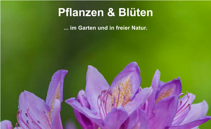 Pflanzen & Bl�ten  ... im Garten und in freier Natur.