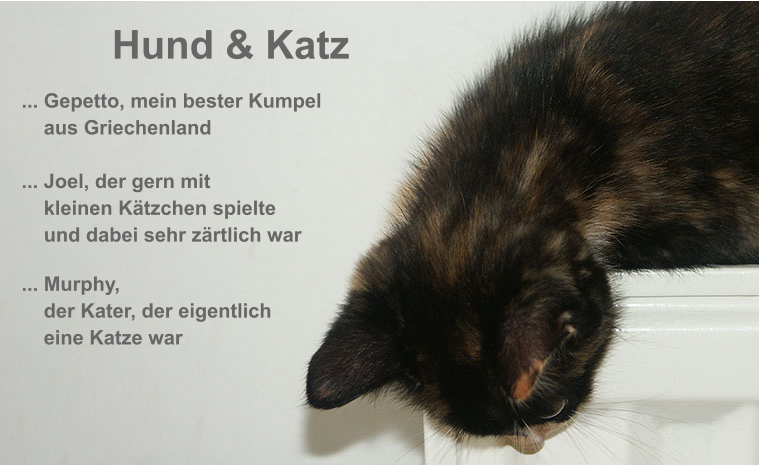 Hund & Katz  ... Gepetto, mein bester Kumpel    aus Griechenland ... Joel, der gern mit     kleinen K�tzchen spielte    und dabei sehr z�rtlich war  ... Murphy,    der Kater, der eigentlich     eine Katze war