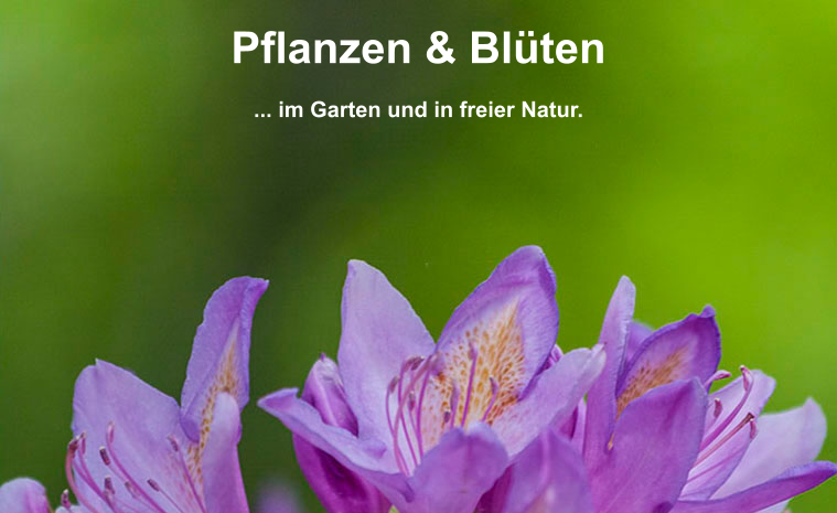 Pflanzen & Bl�ten  ... im Garten und in freier Natur.