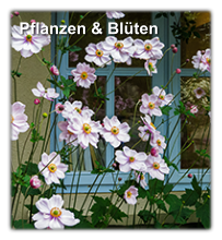 Pflanzen & Bl�ten