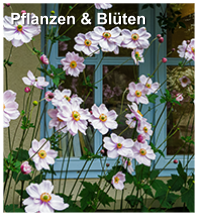Pflanzen & Bl�ten