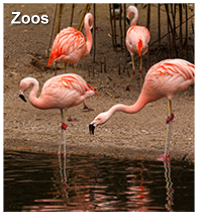 Zoos